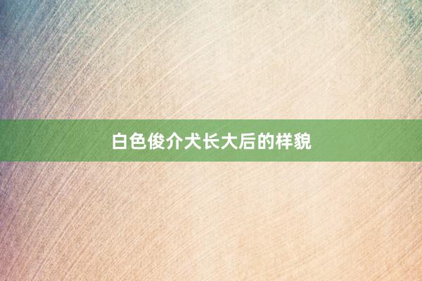 白色俊介犬长大后的样貌